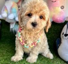 Maltipoo