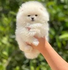 Teacup Puppy Pomeranian imported pure breed كلاب للبيع