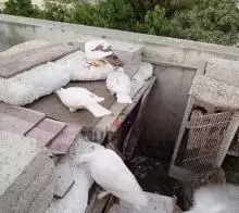 حمام ابيض للبيع