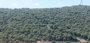 Land for Sale Edde Batroun Area 814Sqm