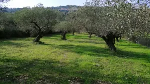 Land for Sale Ain Kfaa Jbeil Area 6400Sqm