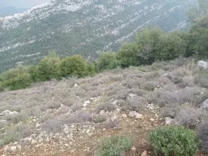 Land for Sale Hardine - Beit Kassab Batroun Area 17003Sqm