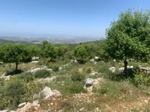 Land for Sale Aassia Batroun Area 1526Sqm