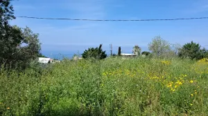 Land for Sale Edde Jbeil Area 1000Sqm