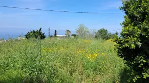 Land for Sale Edde Jbeil Area 1000Sqm